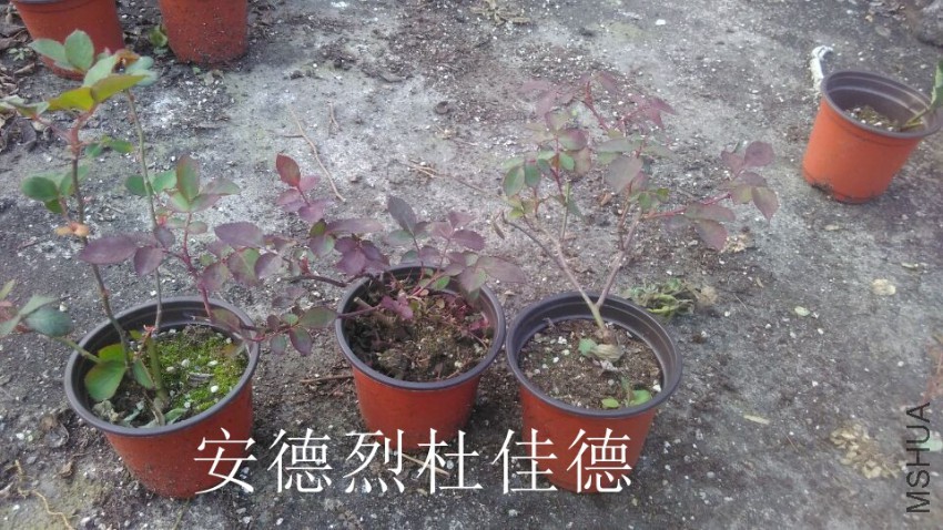 QQͼƬ20161209160134.jpg