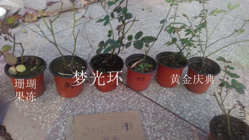 QQͼƬ20161209153150.jpg
