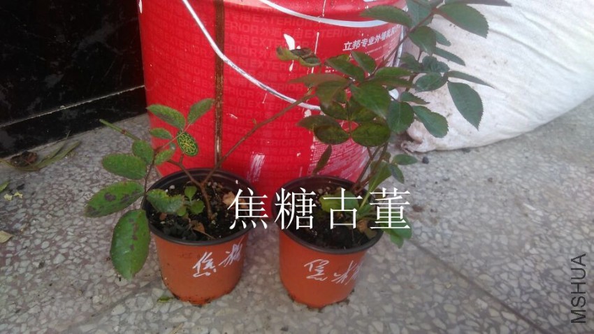 QQͼƬ20161209160141.jpg