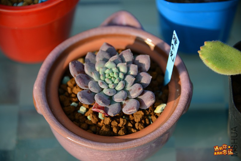 ��Ƭ 190_����.jpg