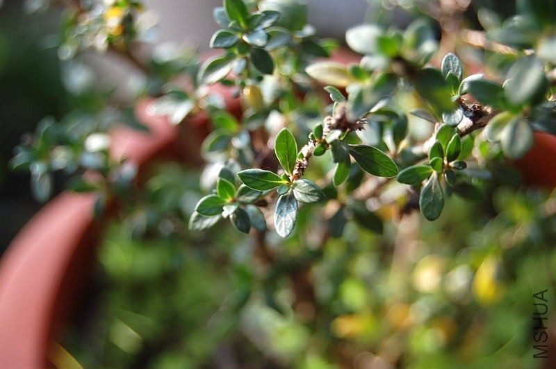 DSC_70210003.JPG