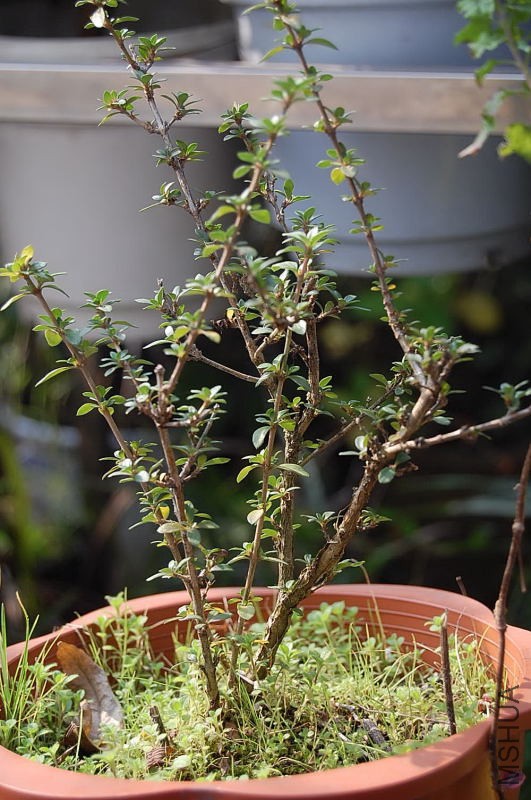 DSC_70320014.JPG