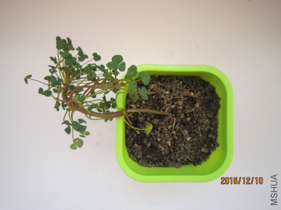 IMG_0010_1067x800.JPG
