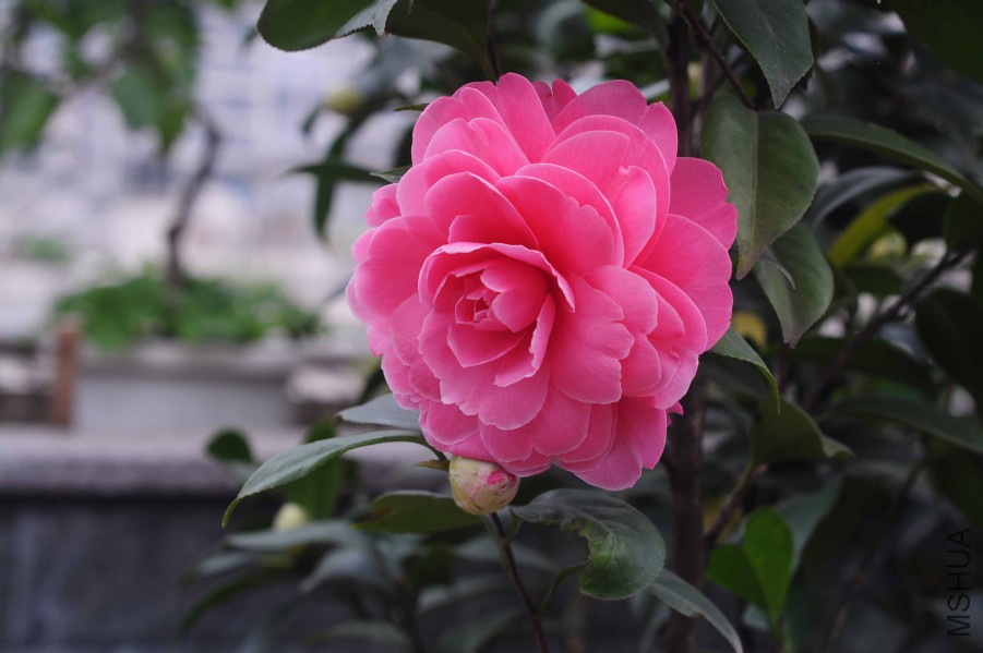 DSC_0941.jpg