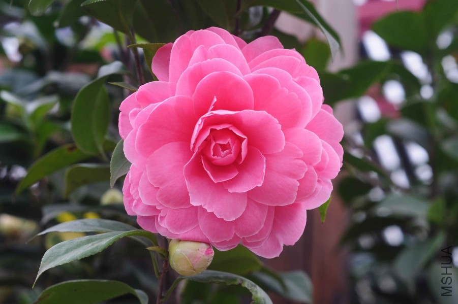 DSC_0942.jpg