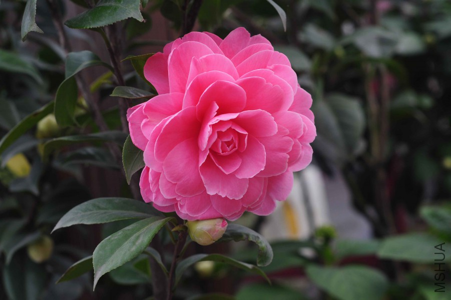 DSC_0943.jpg