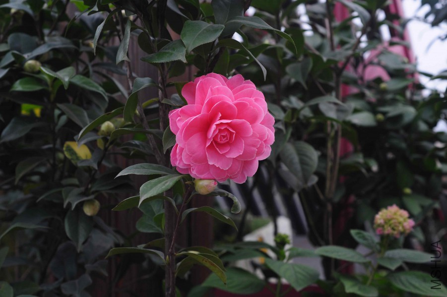 DSC_0944.jpg