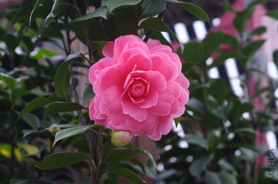 DSC_0945.jpg