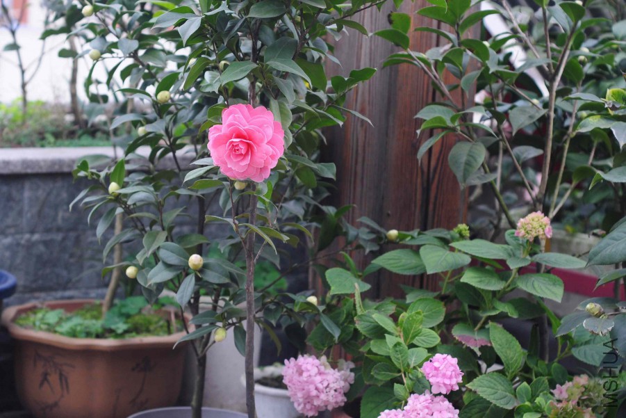 dsc_0956_����.jpg