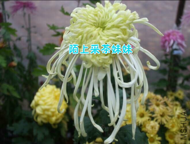 �������� (1)_meitu_10.jpg