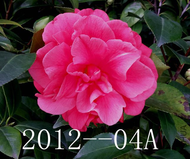 2012--04A.jpg