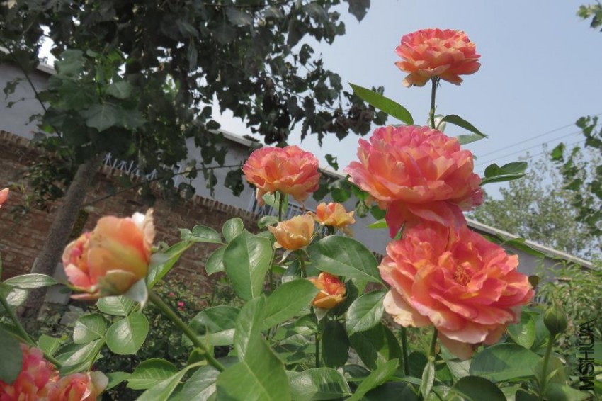 ����Ů��