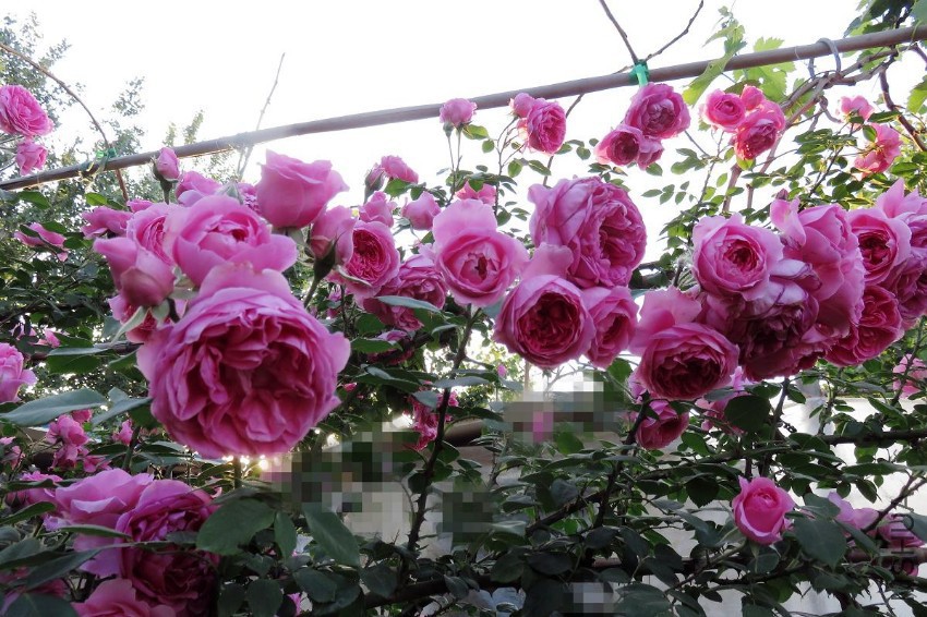 ����  ��