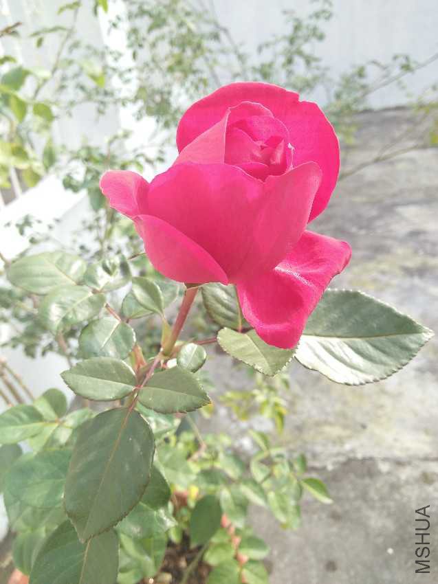 IMG20161206134513.jpg