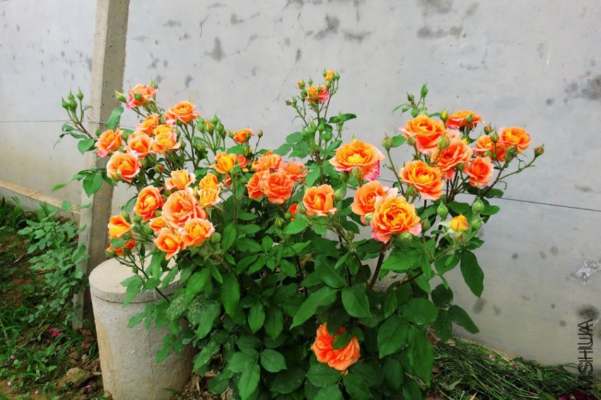 ��ͷ���¼�