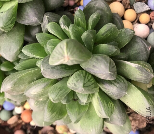 ��ϸ��