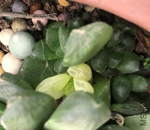 ��ϸ��