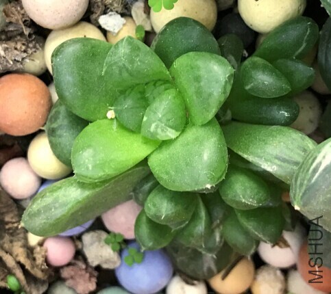 ��ϸ��