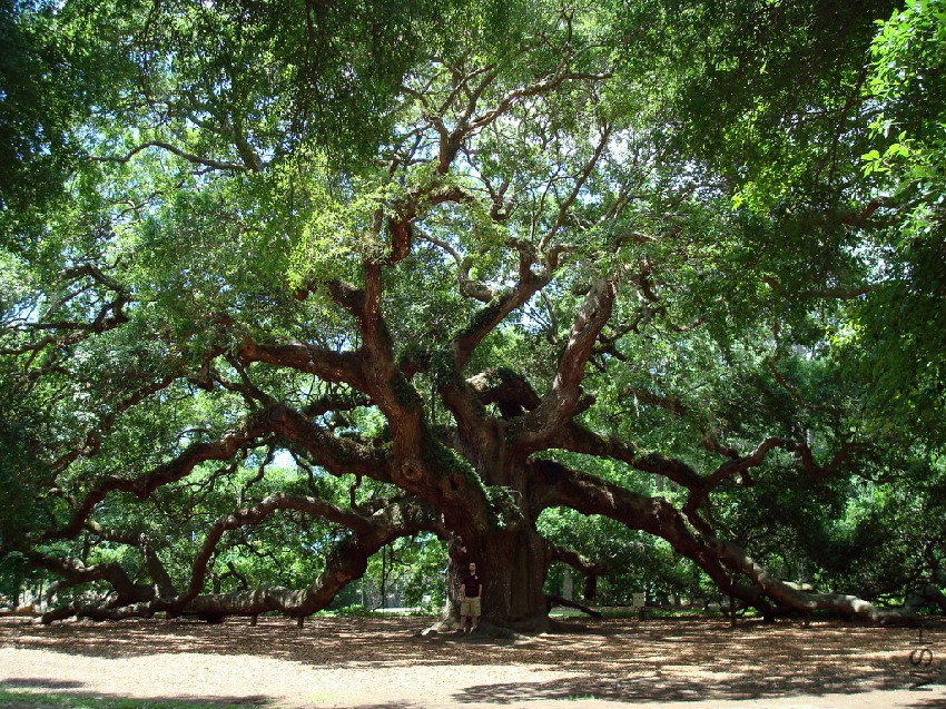 Angel_Oak_Tree_in_SC.jpg