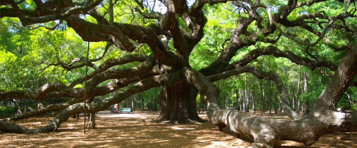 angel-oak-tree-3453781980_02f43272e4_b-720x300.jpg