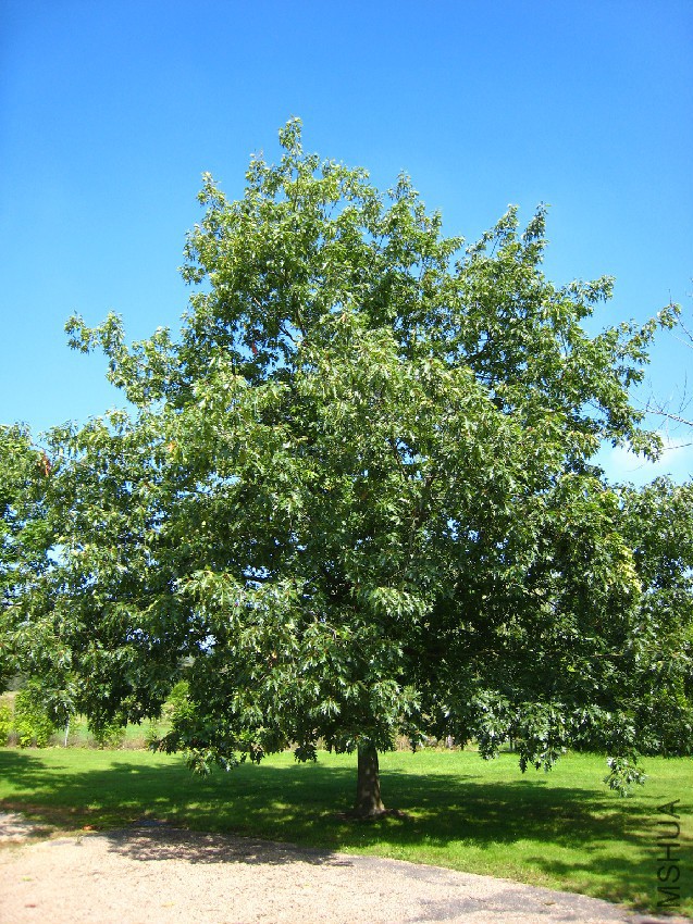 quercus_rubra_general.jpg