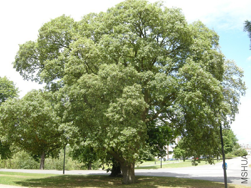 quercus-suber.jpg