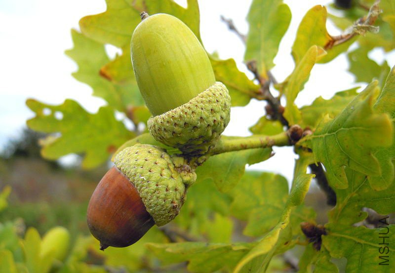 oak_tree_acorn_quercus_robur800.jpg