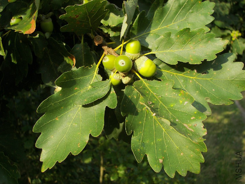 Quercus_petraea_02.jpg
