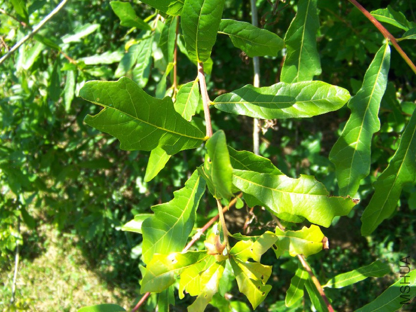quercus_sinuata_var__sinuata_brown_b_-leaves-starhill_forest_arb_menard_co__il_u.jpg