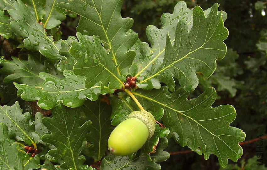 quercus-19.jpg