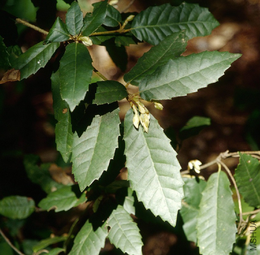Lithocarpus_densiflorus_leaves2.jpg