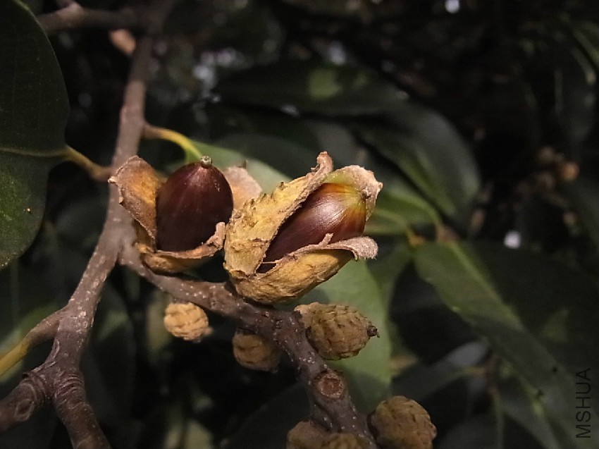 Castanopsis_sieboldii_(Makino)_Hatus__��_��������_by_urasimaru.jpg