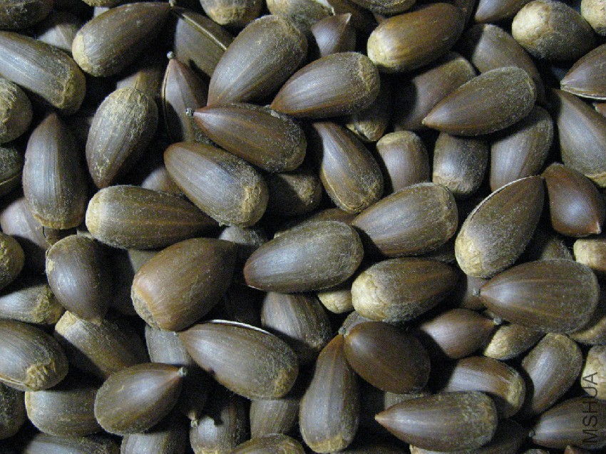Castanopsis_sieboldii_nuts02.jpg