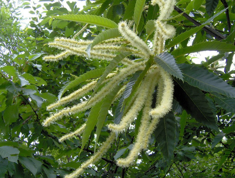 Castanea-sativa3AP.jpg