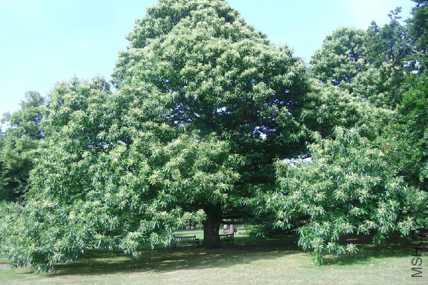 castanea-sativa.jpg