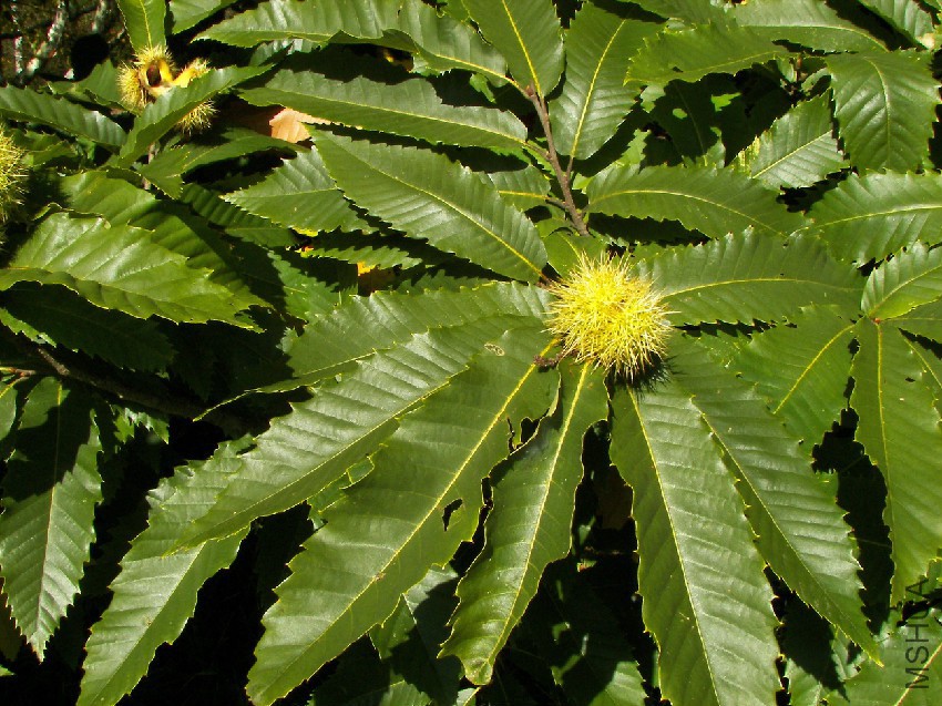 Castanea_sativa_004.jpg