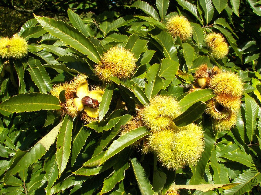 Castanea_sativa_002.jpg
