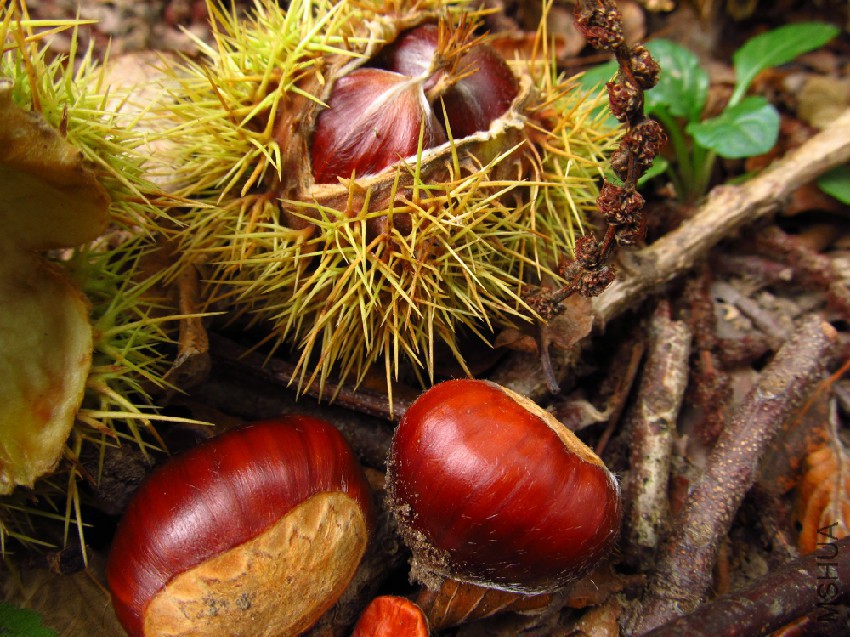 Castanea Sativa337.jpg