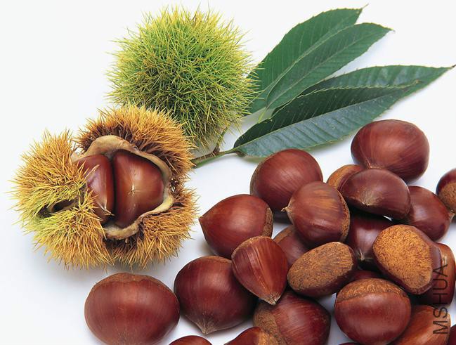 Castanea mollissima seeds Chinese Chestnut.jpg