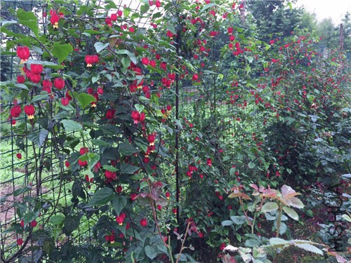 ���廨Ҳ�е�����  ������365��ѭ������ ���켸������Ҷ  �ͺ���ƶ�����.jpg