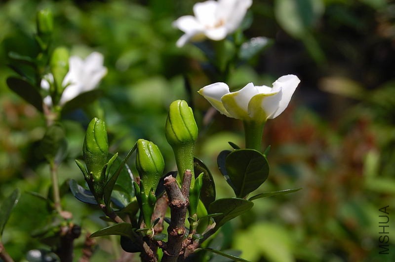 DSC_39380003.JPG