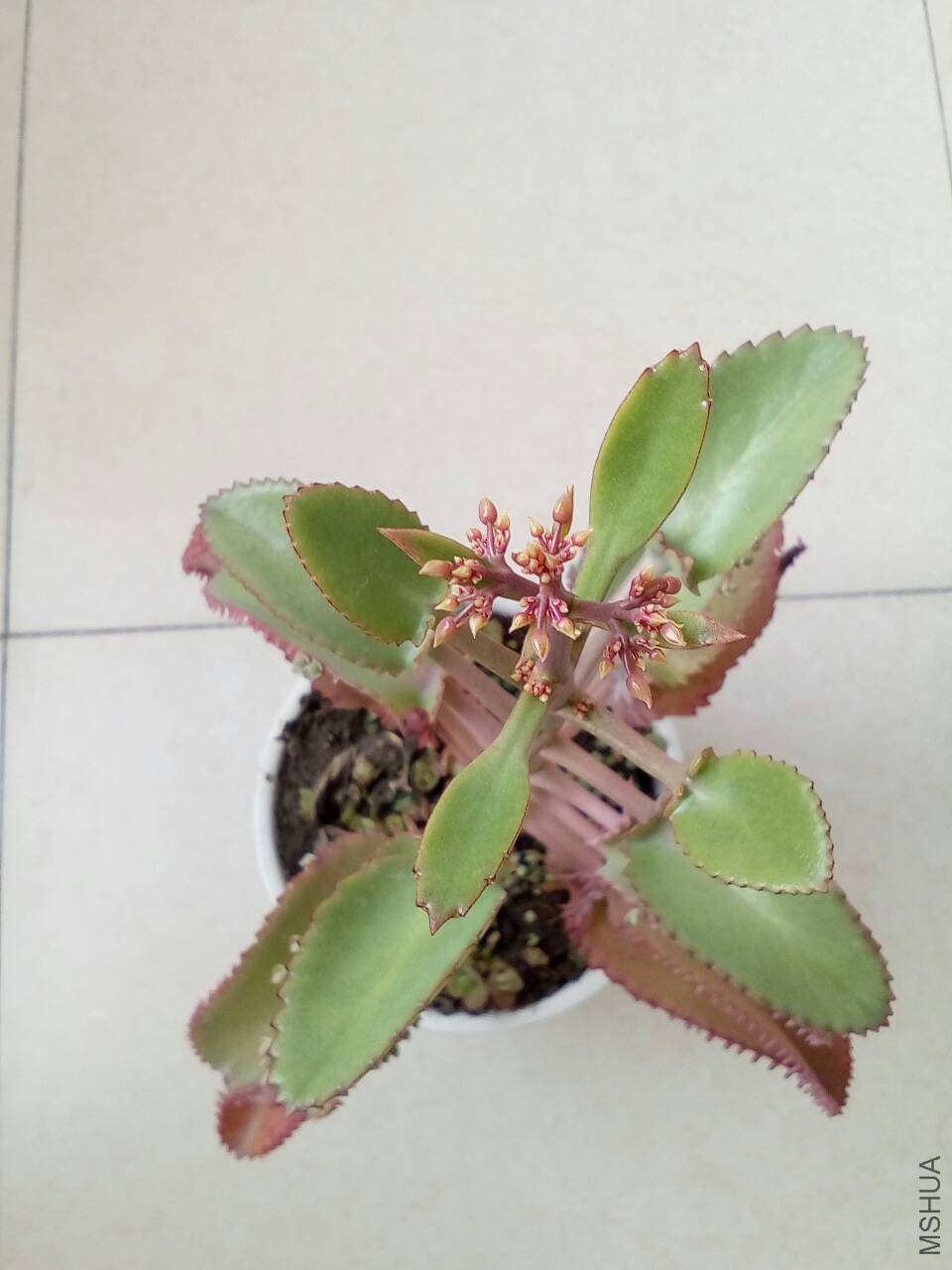 110015w5qpfg5zl8mo4513.jpg