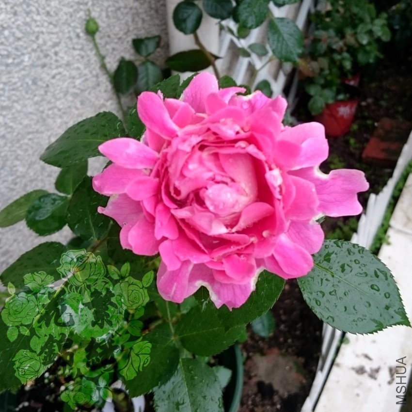 ���λ��ޱߡ� ʵ�ġ� (2).JPG