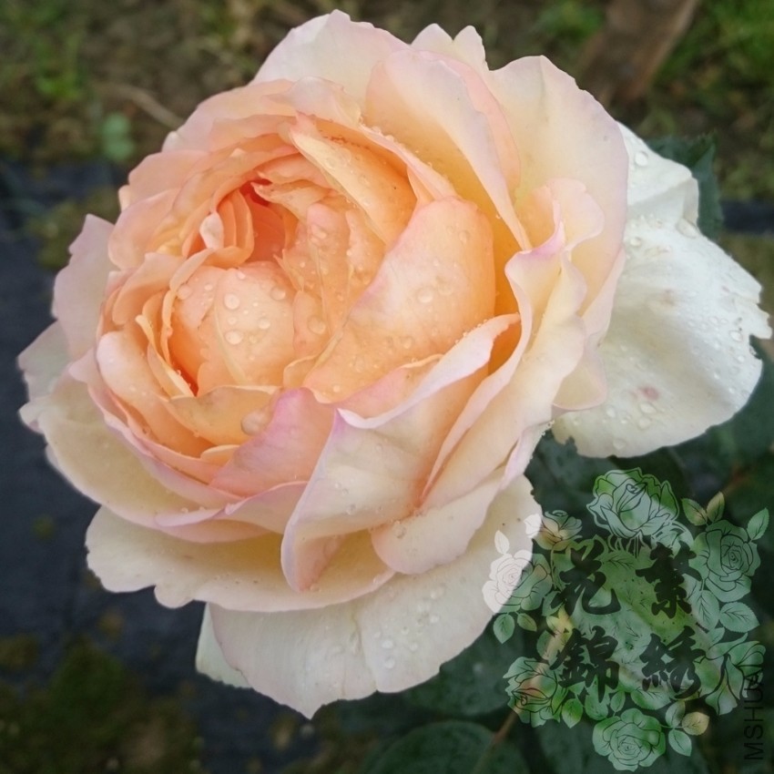 ��ɫ��ܽ (2).jpg