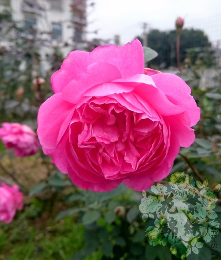 ��쳶�.jpg