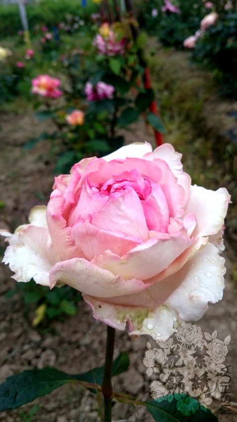 ��ܽ��Է (1).jpg