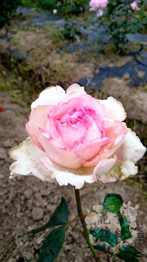 ��ܽ��Է (2).jpg