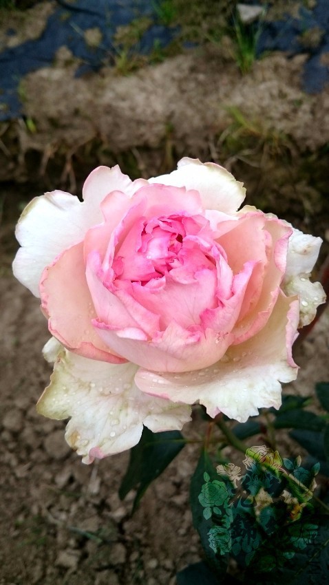 ��ܽ��Է (3).jpg