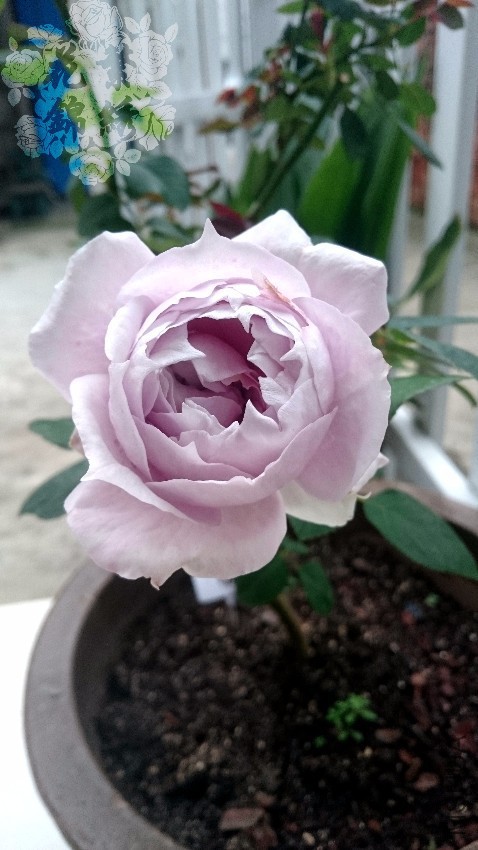 DSC_0005.JPG