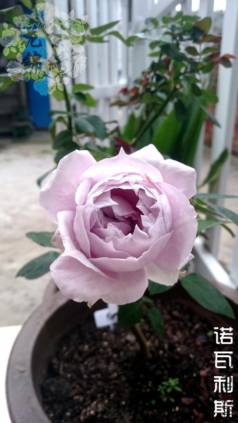 DSC_0008.JPG